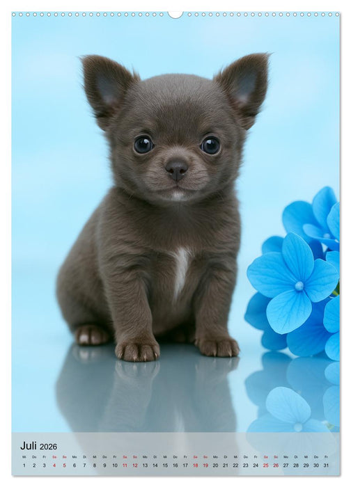 Chihuahua Diamonds – Magic Moments mit unseren schönsten Welpen aller Zeiten (CALVENDO Premium Wandkalender 2026)
