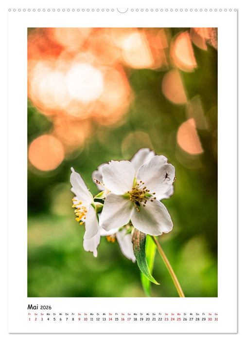 Bubble Bokeh (CALVENDO Wandkalender 2026)