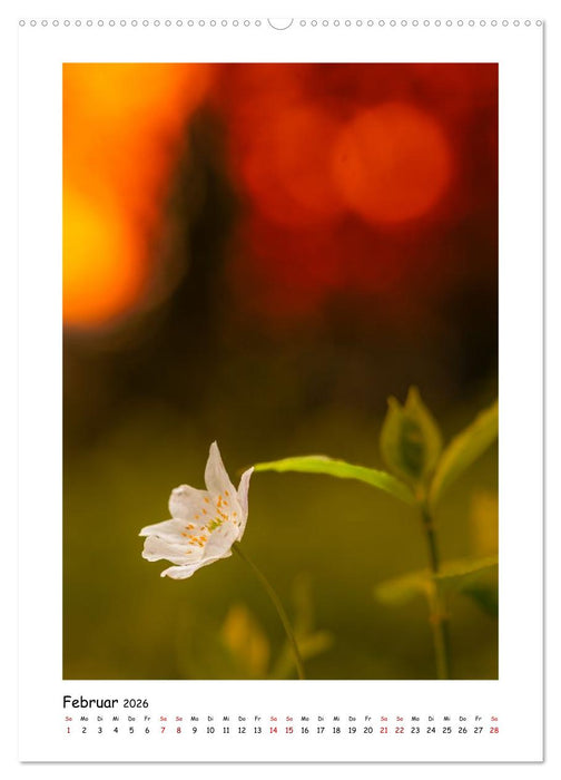 Bubble Bokeh (CALVENDO Premium Wandkalender 2026)