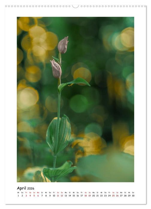 Bubble Bokeh (CALVENDO Premium Wandkalender 2026)