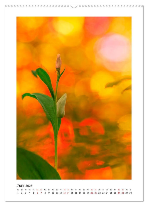 Bubble Bokeh (CALVENDO Premium Wandkalender 2026)