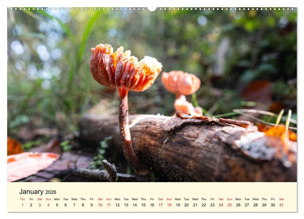 Whispers Beneath the Forest's Moss Mushrooms (CALVENDO Monthly Calendar 2026)