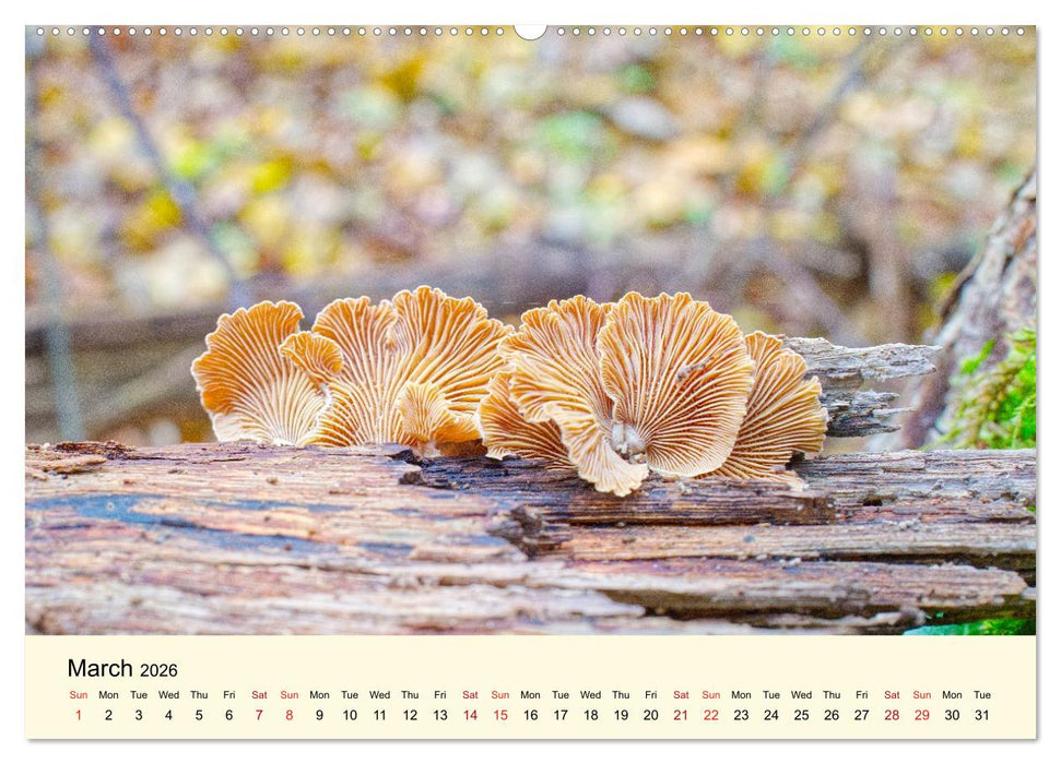 Whispers Beneath the Forest's Moss Mushrooms (CALVENDO Monthly Calendar 2026)