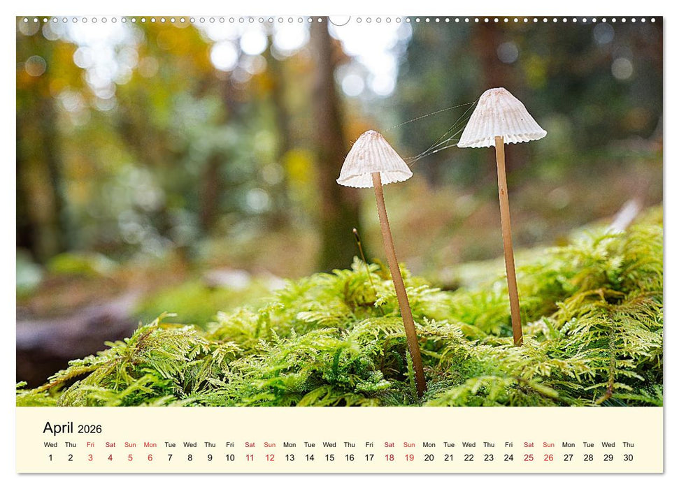 Whispers Beneath the Forest's Moss Mushrooms (CALVENDO Monthly Calendar 2026)