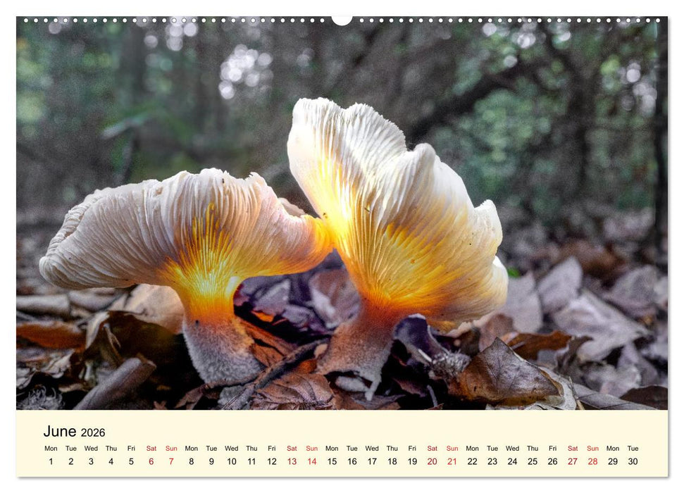 Whispers Beneath the Forest's Moss Mushrooms (CALVENDO Monthly Calendar 2026)