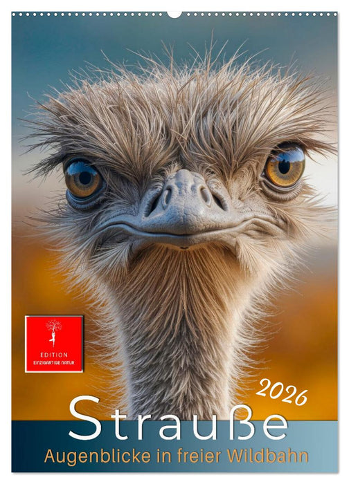 Strauße - Augenblicke in freier Wildbahn (CALVENDO Wandkalender 2026)