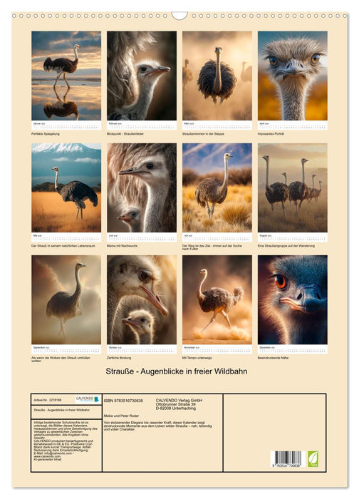 Strauße - Augenblicke in freier Wildbahn (CALVENDO Wandkalender 2026)