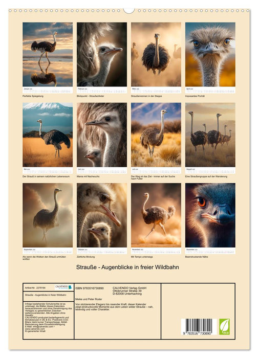 Strauße - Augenblicke in freier Wildbahn (CALVENDO Premium Wandkalender 2026)