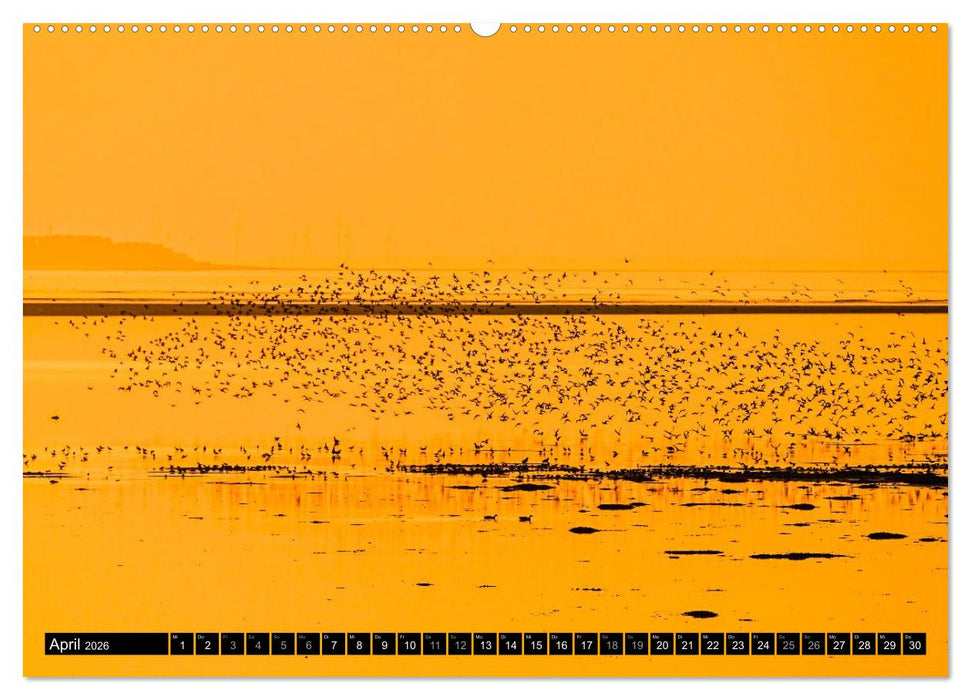 Einzigartige Strandansichten auf Amrum (CALVENDO Premium Wandkalender 2026)