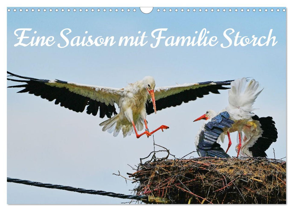 Eine Saison mit Familie Storch (CALVENDO Wandkalender 2026)