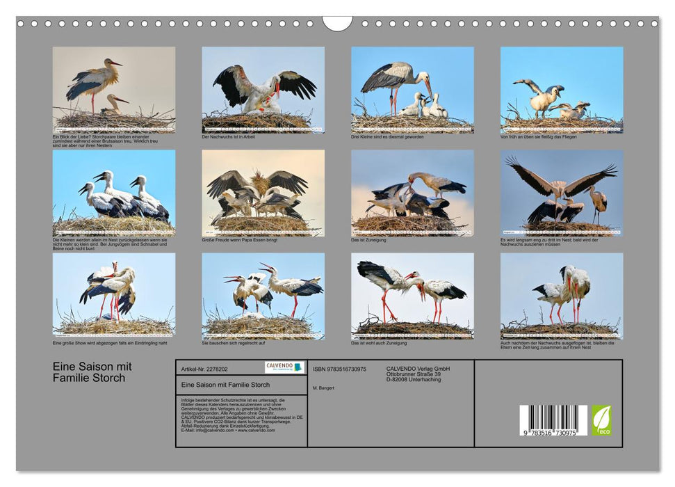 Eine Saison mit Familie Storch (CALVENDO Wandkalender 2026)