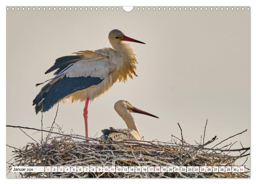 Eine Saison mit Familie Storch (CALVENDO Wandkalender 2026)