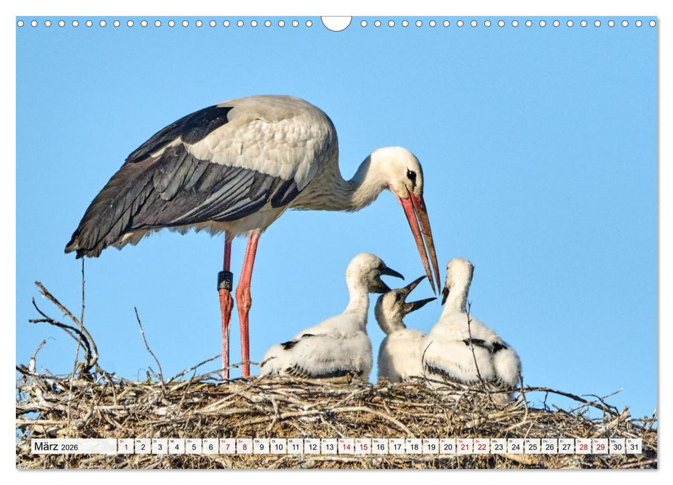 Eine Saison mit Familie Storch (CALVENDO Wandkalender 2026)