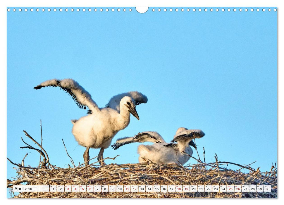 Eine Saison mit Familie Storch (CALVENDO Wandkalender 2026)