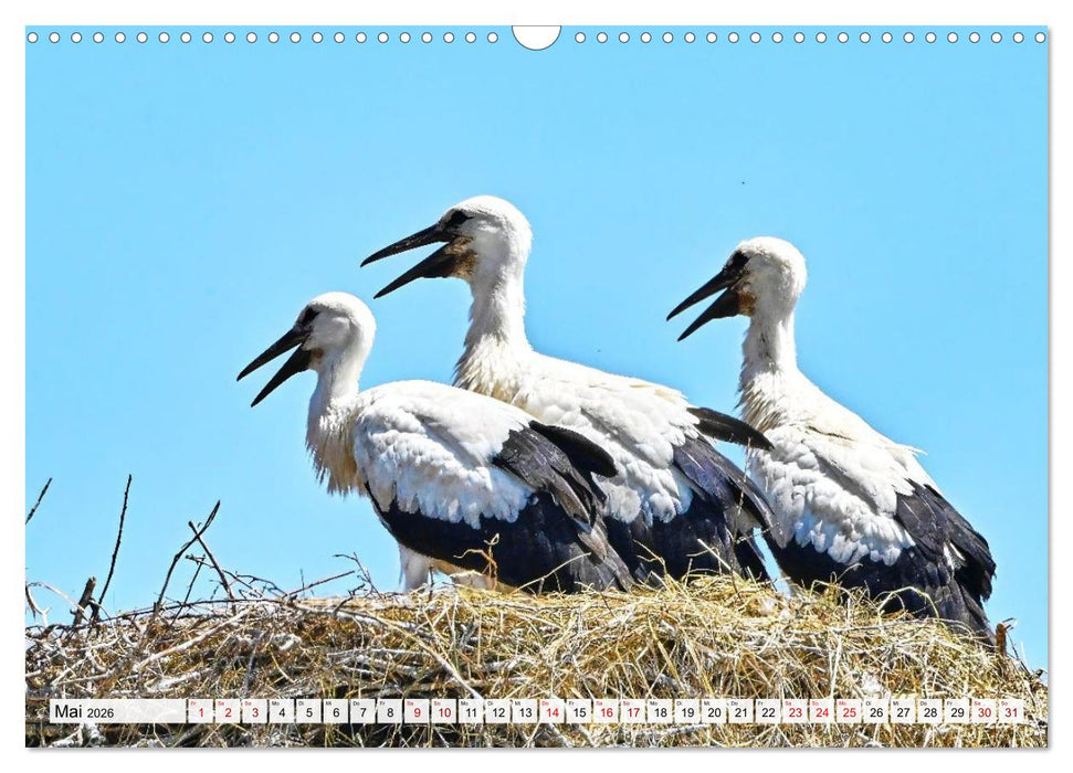 Eine Saison mit Familie Storch (CALVENDO Wandkalender 2026)