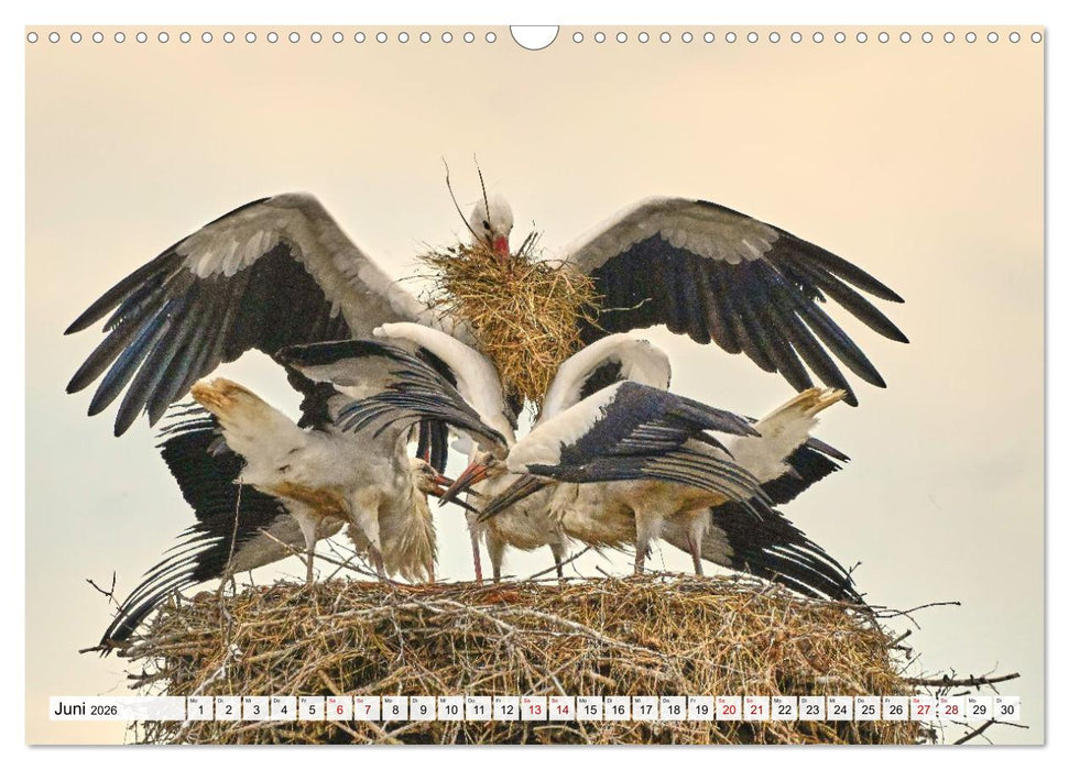 Eine Saison mit Familie Storch (CALVENDO Wandkalender 2026)