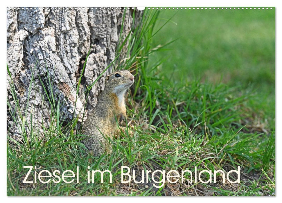 Ziesel im Burgenland (CALVENDO Wandkalender 2026)