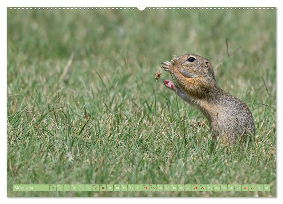 Ziesel im Burgenland (CALVENDO Wandkalender 2026)