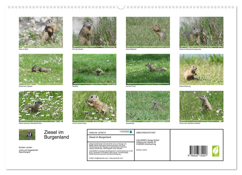 Ziesel im Burgenland (CALVENDO Premium Wandkalender 2026)