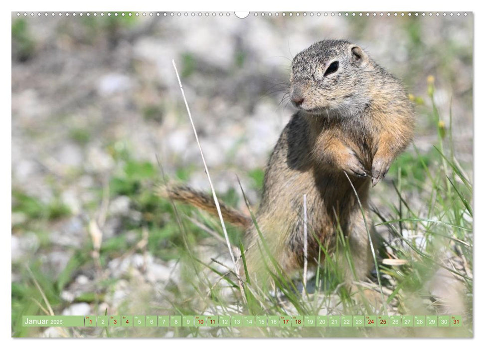 Ziesel im Burgenland (CALVENDO Premium Wandkalender 2026)