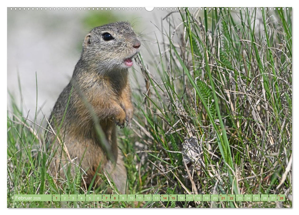 Ziesel im Burgenland (CALVENDO Premium Wandkalender 2026)