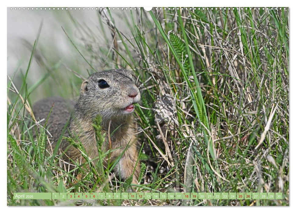 Ziesel im Burgenland (CALVENDO Premium Wandkalender 2026)