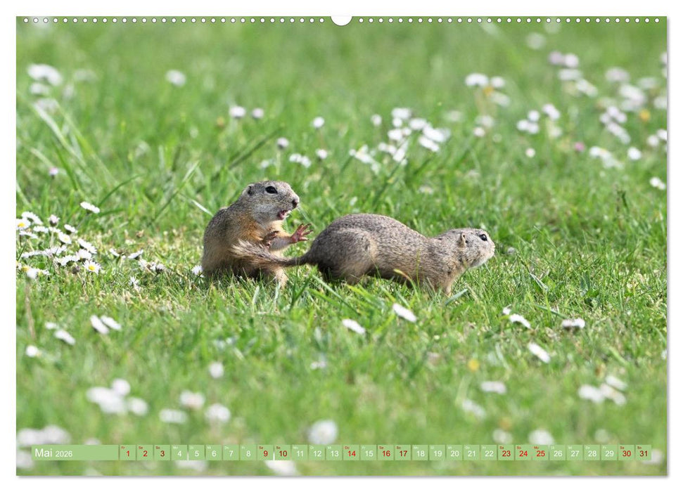Ziesel im Burgenland (CALVENDO Premium Wandkalender 2026)