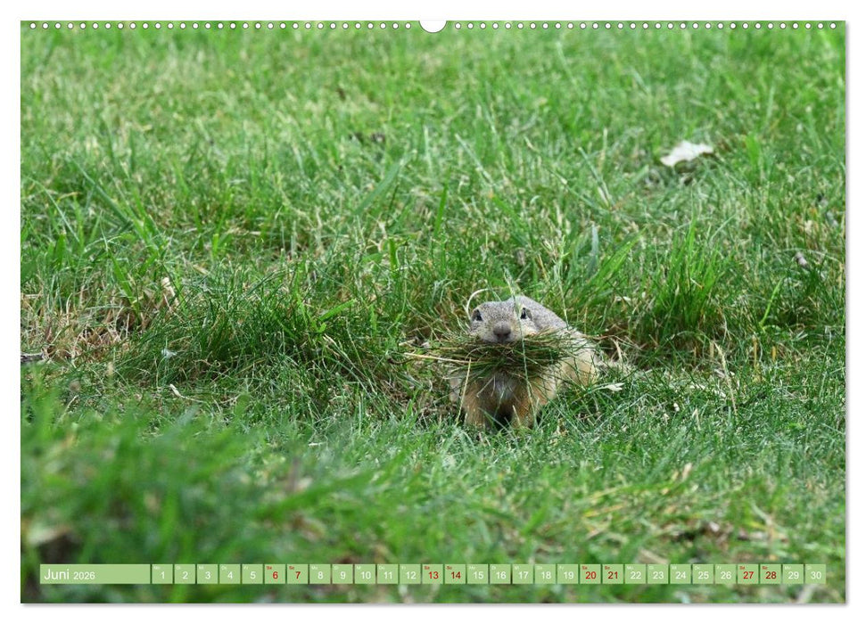 Ziesel im Burgenland (CALVENDO Premium Wandkalender 2026)
