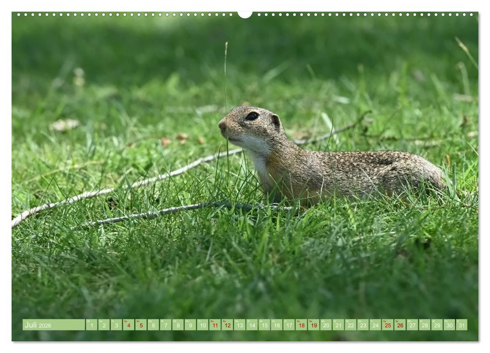 Ziesel im Burgenland (CALVENDO Premium Wandkalender 2026)
