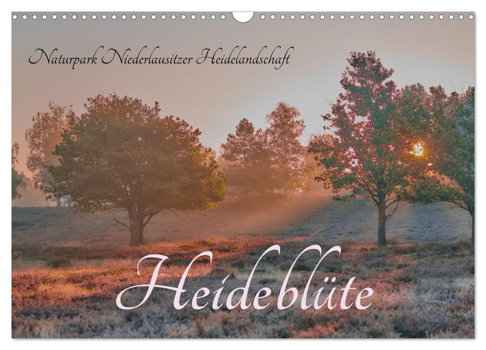 Naturpark Niederlausitzer Heidelandschaft - Heideblüte (CALVENDO Wandkalender 2026)