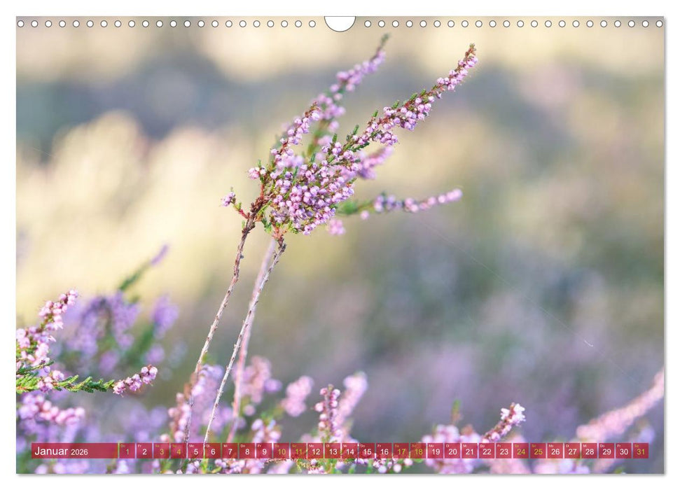 Naturpark Niederlausitzer Heidelandschaft - Heideblüte (CALVENDO Wandkalender 2026)
