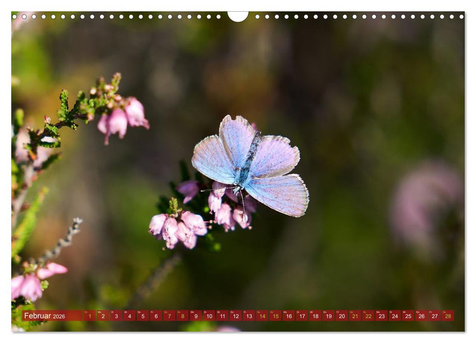 Naturpark Niederlausitzer Heidelandschaft - Heideblüte (CALVENDO Wandkalender 2026)