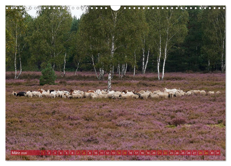 Naturpark Niederlausitzer Heidelandschaft - Heideblüte (CALVENDO Wandkalender 2026)
