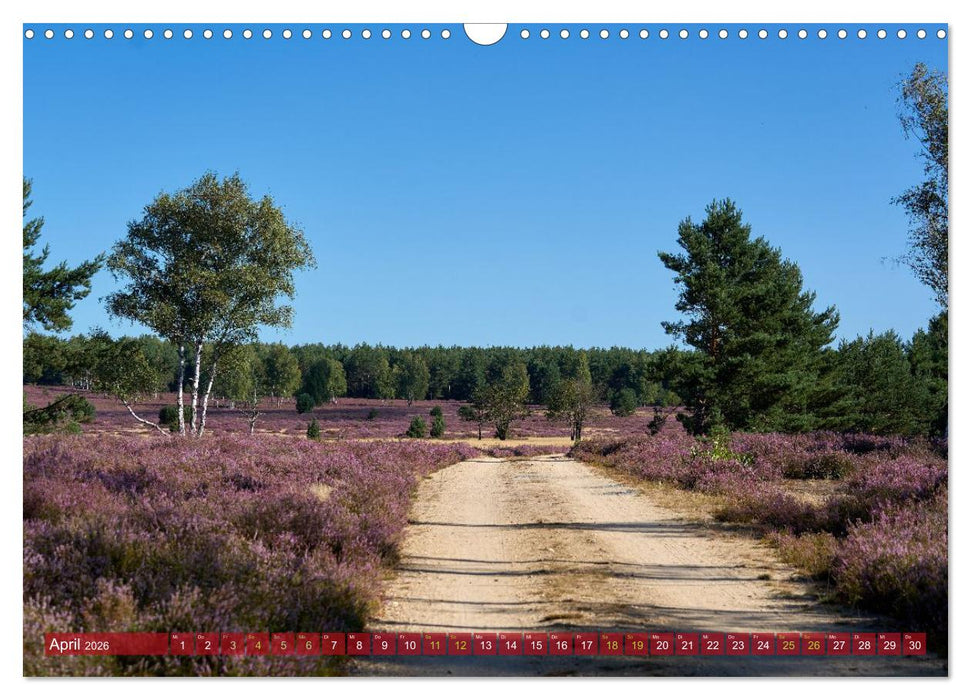 Naturpark Niederlausitzer Heidelandschaft - Heideblüte (CALVENDO Wandkalender 2026)