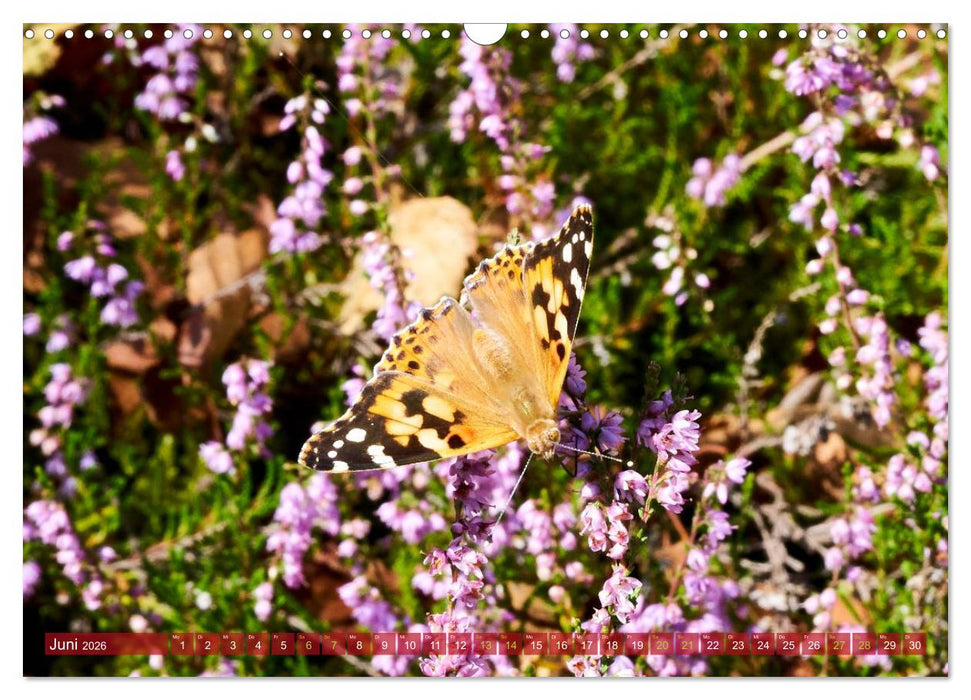 Naturpark Niederlausitzer Heidelandschaft - Heideblüte (CALVENDO Wandkalender 2026)