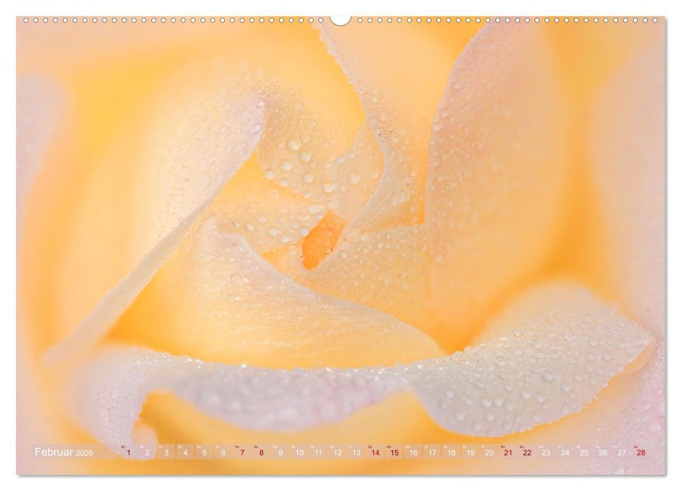 Rosen im Morgentau (CALVENDO Wandkalender 2026)