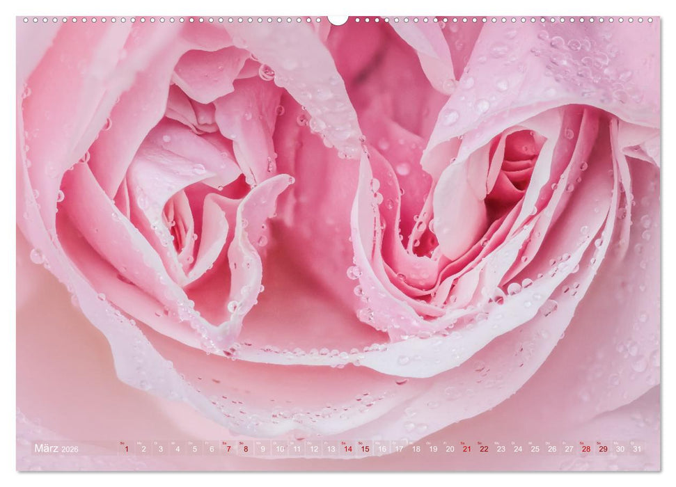 Rosen im Morgentau (CALVENDO Wandkalender 2026)