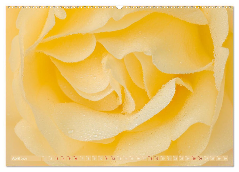 Rosen im Morgentau (CALVENDO Wandkalender 2026)