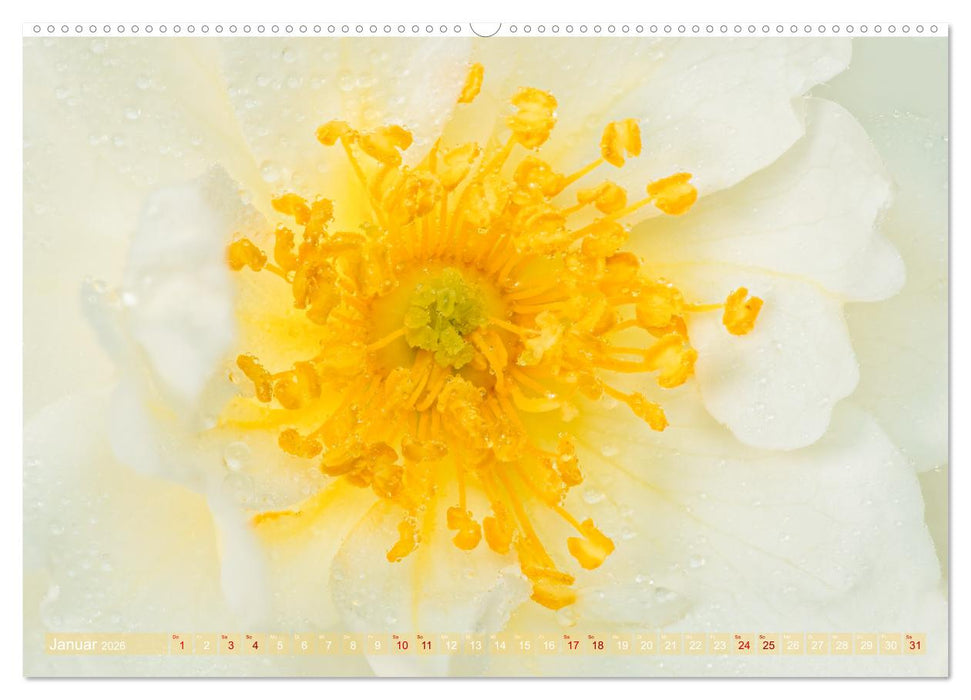 Rosen im Morgentau (CALVENDO Premium Wandkalender 2026)