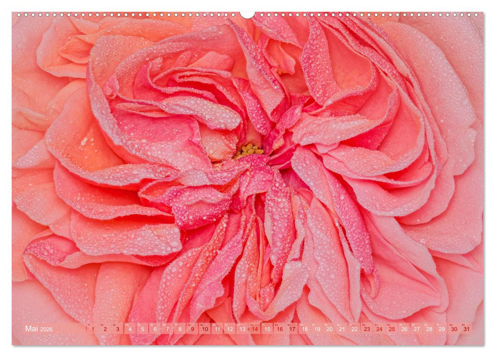 Rosen im Morgentau (CALVENDO Premium Wandkalender 2026)