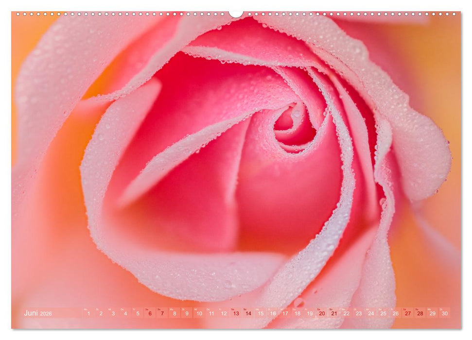 Rosen im Morgentau (CALVENDO Premium Wandkalender 2026)