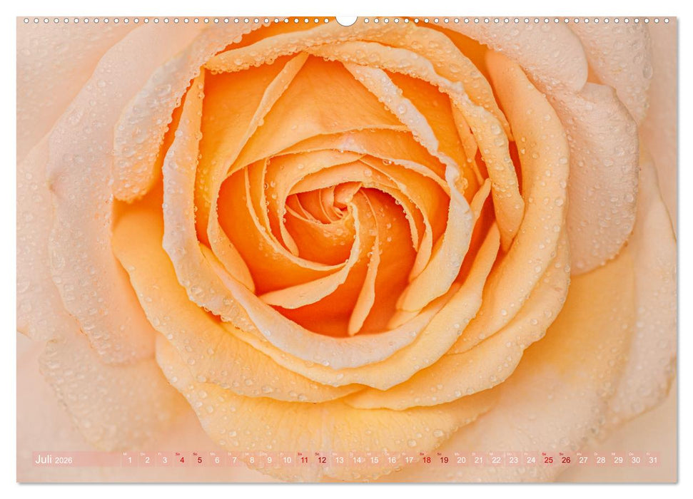 Rosen im Morgentau (CALVENDO Premium Wandkalender 2026)