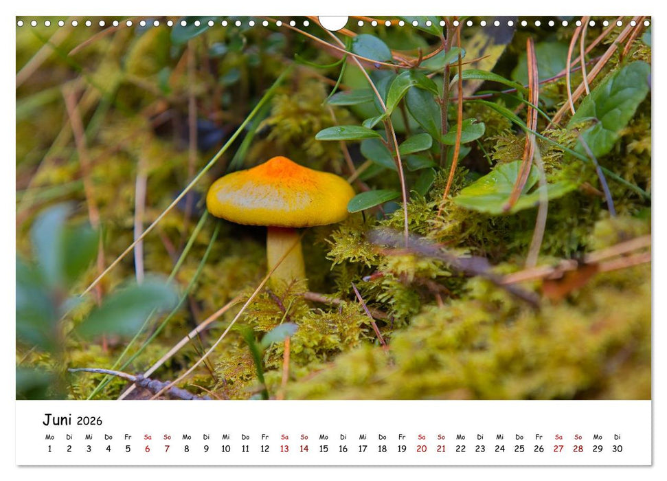 Zwischen Gipfeln und Geschichte - Der Vinschgau in Bildern (CALVENDO Wandkalender 2026)