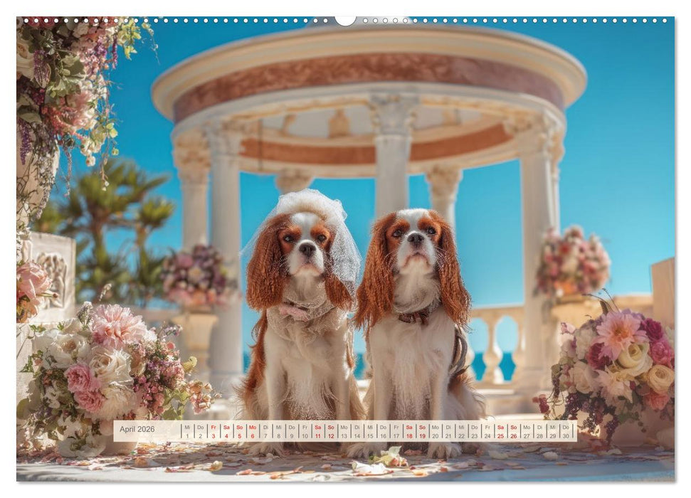 Cavalier King Charles Spaniel. Die lustigsten Cavalier Momente des Jahres. (CALVENDO Premium Wandkalender 2026)