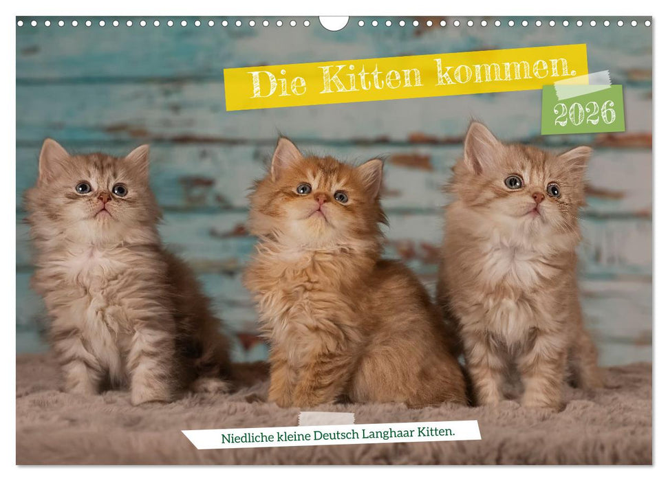 Die Kitten kommen. (CALVENDO Wandkalender 2026)