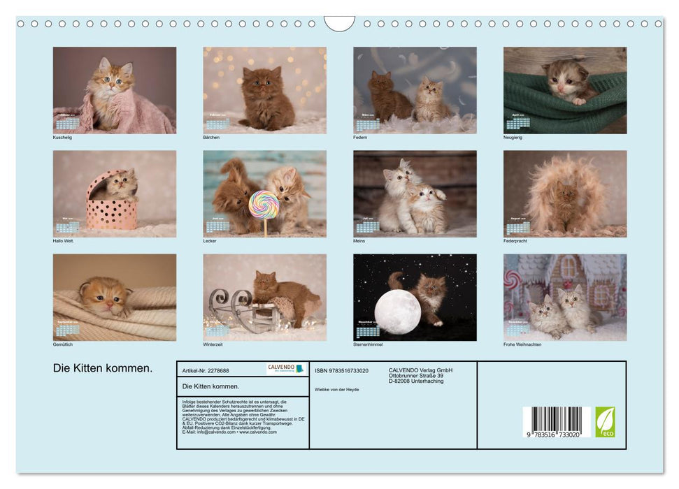 Die Kitten kommen. (CALVENDO Wandkalender 2026)