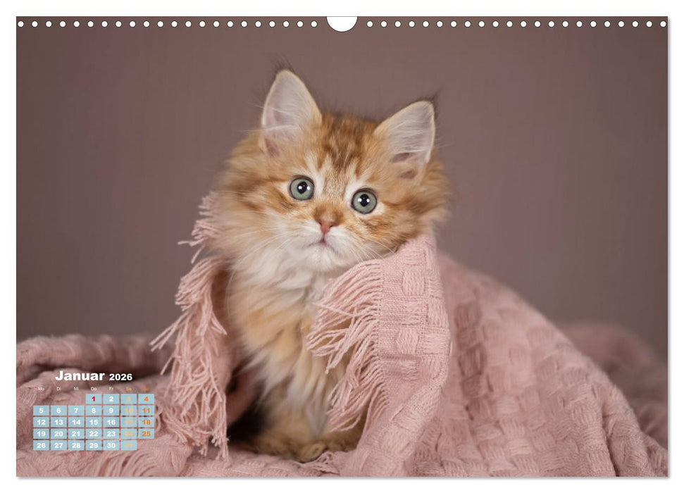 Die Kitten kommen. (CALVENDO Wandkalender 2026)