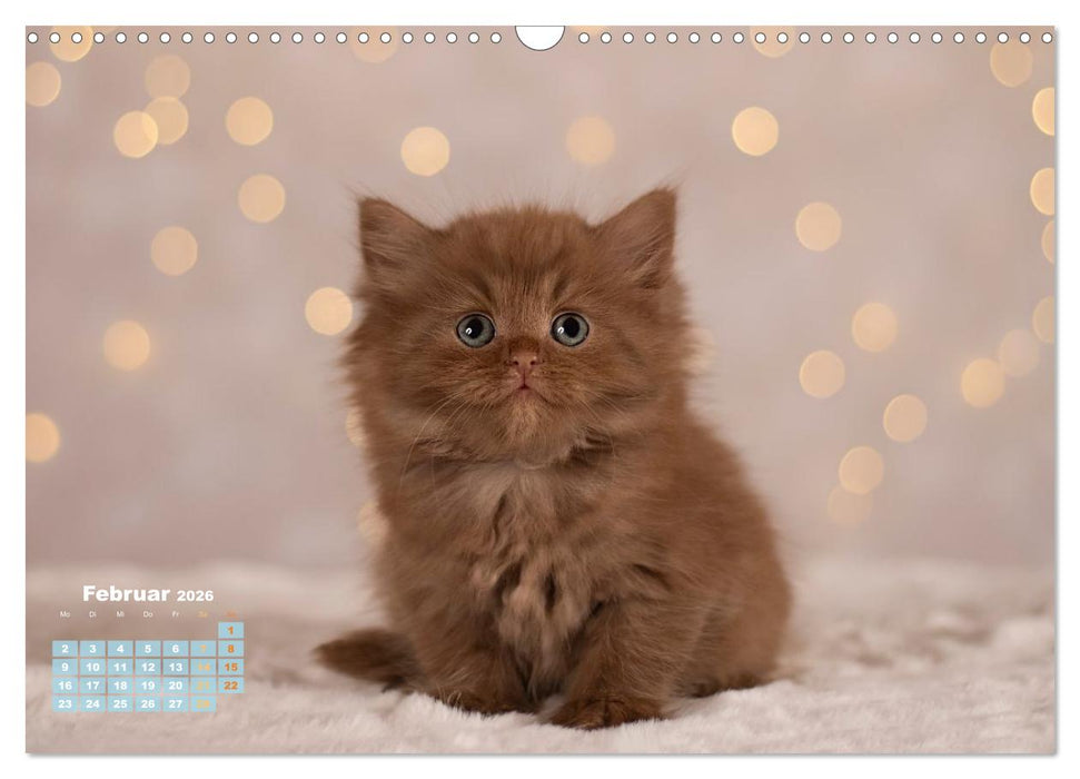 Die Kitten kommen. (CALVENDO Wandkalender 2026)