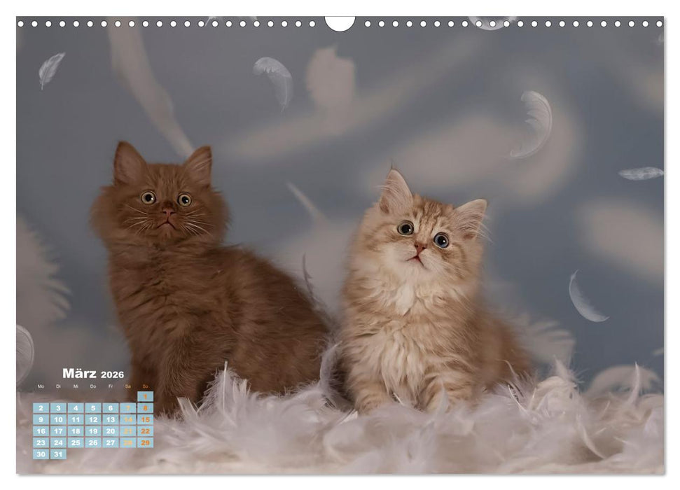 Die Kitten kommen. (CALVENDO Wandkalender 2026)