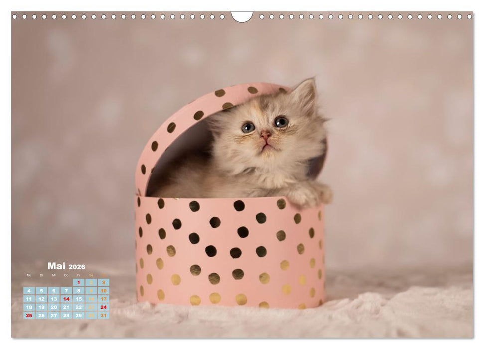 Die Kitten kommen. (CALVENDO Wandkalender 2026)